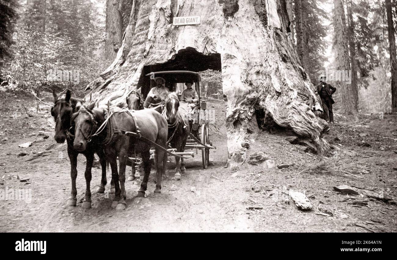 Géant mort, Mariposa Grove, sequoia Grove, Californie, Wawona c.1890 Banque D'Images