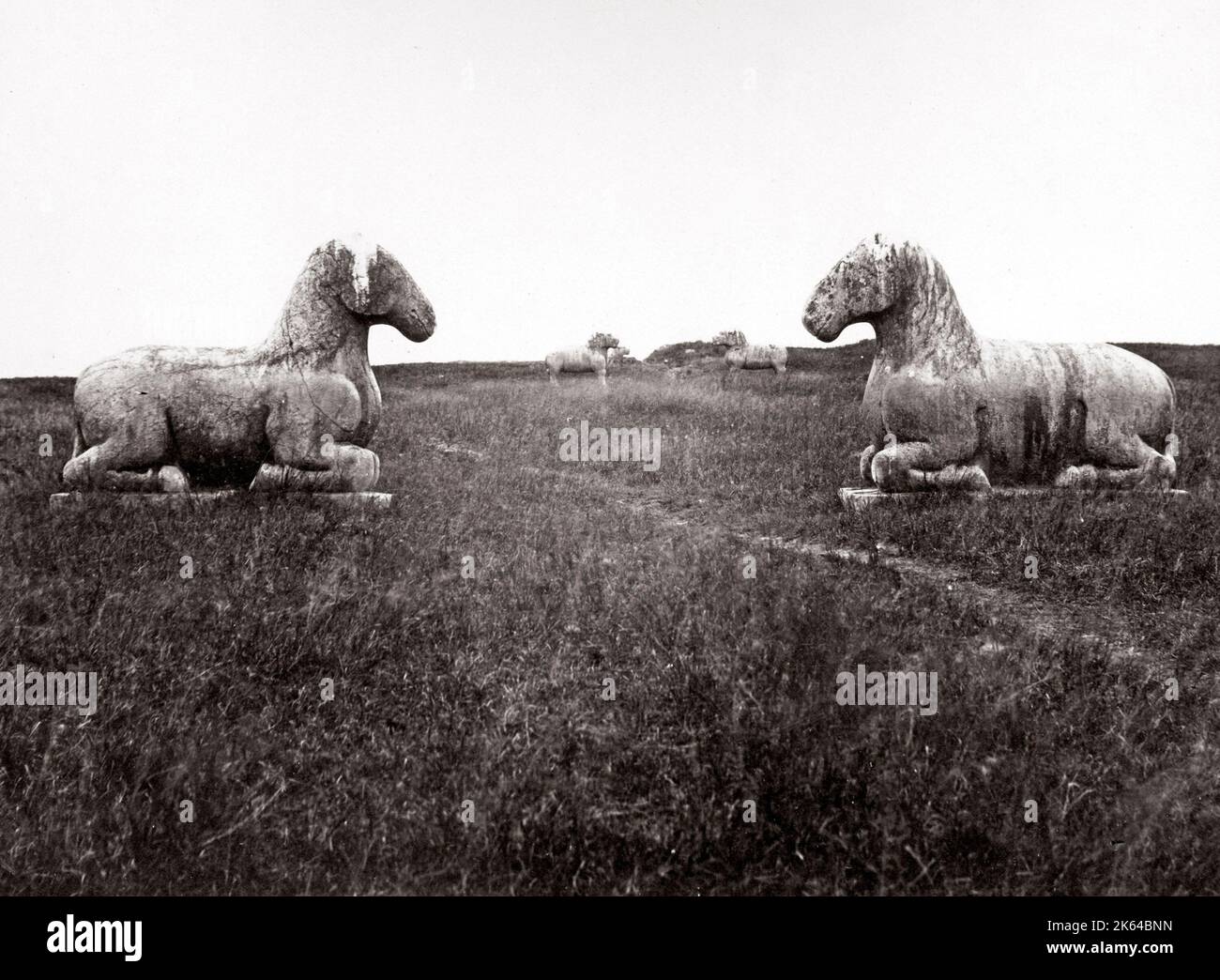 c.1880 Chine - animaux de pierre Tombs de Ming, chevaux. Banque D'Images