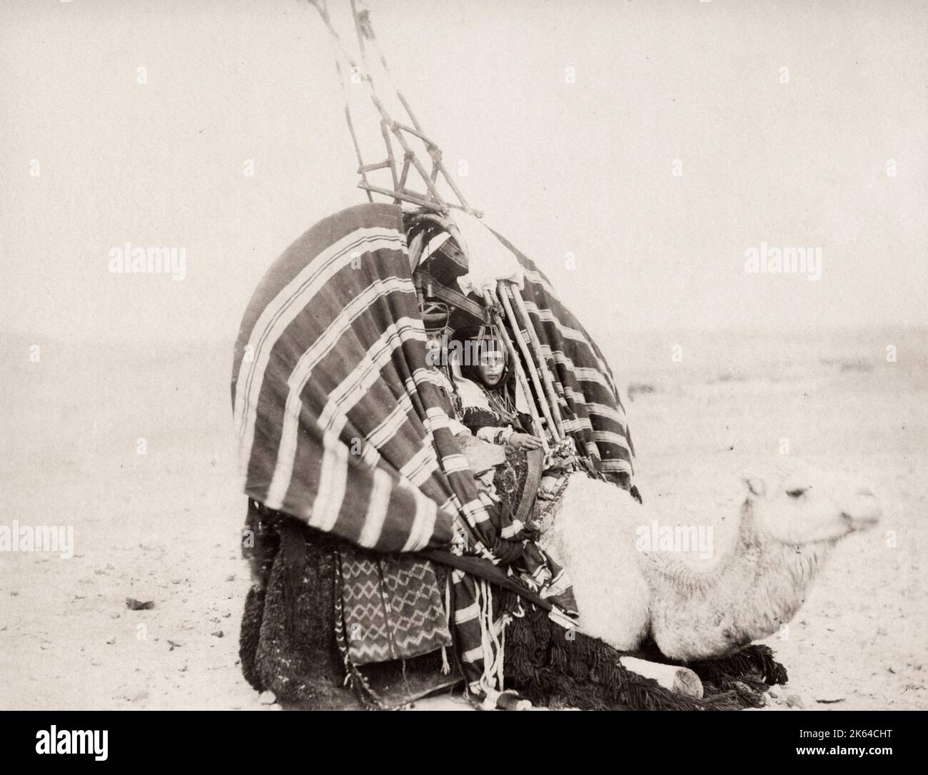 Photographie vintage du XIXe siècle - chameau avec palanquin, portant deux jeunes femmes, Algérie. Banque D'Images