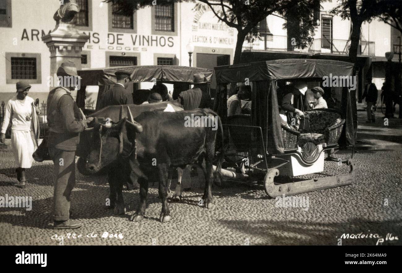 Traditionnellement, les moyens de voyage à Funchal, la capitale de Madère, ne comprennent pas les voitures à roues. Les routes pavées inégales, les pentes abruptes et les virages serrés ont fait que les voitures tracées par des chevaux et, plus tard, les véhicules motorisés étaient considérés comme inadaptés. Au contraire, les sections locales ont opté pour diverses autres formes de transport, plus originales. Les charrettes en bois brut, montées sur des chemins de bois, lubrifiées avec de la graisse et tirées à un rythme sédatif par des boeufs étaient un favori, comme illustré sur cette carte postale. Ces 'carro de bois' auraient été introduits sur l'île par un officier de l'armée britannique qui a besoin Banque D'Images