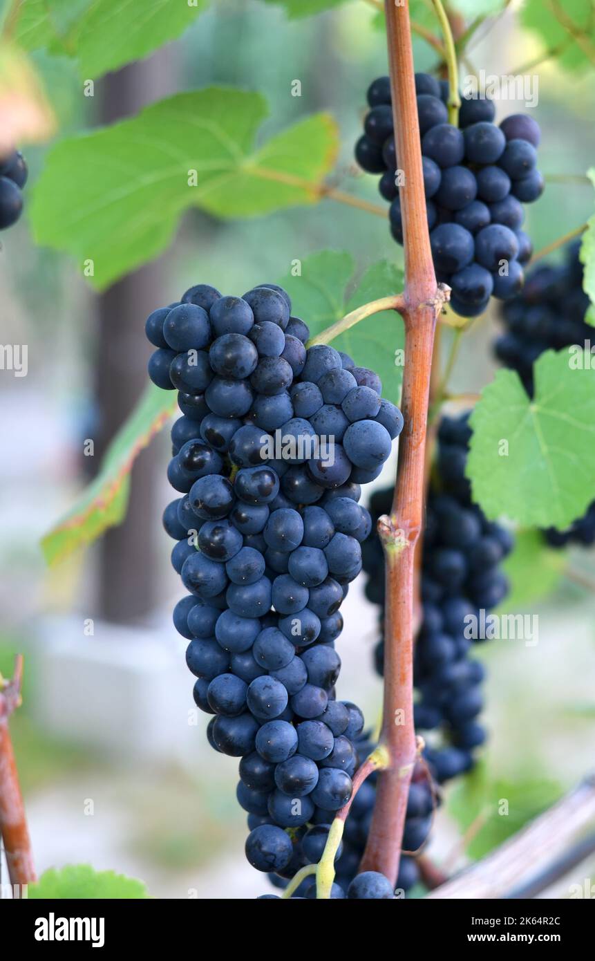 Gros plan d'un bouquet de raisins rouges de la vigne. Concept de vinification. Banque D'Images