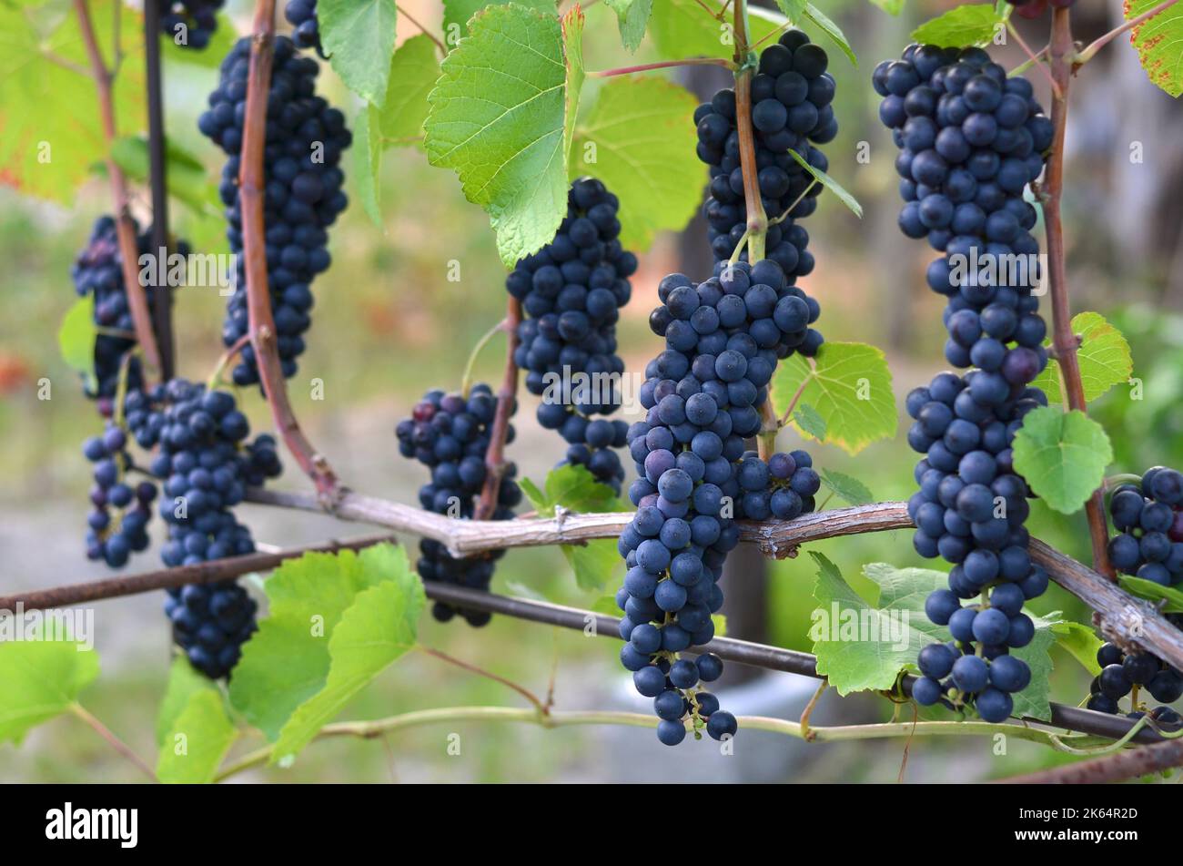 Grappes de raisin mûres prêtes pour la récolte. Concept de vinification. Banque D'Images