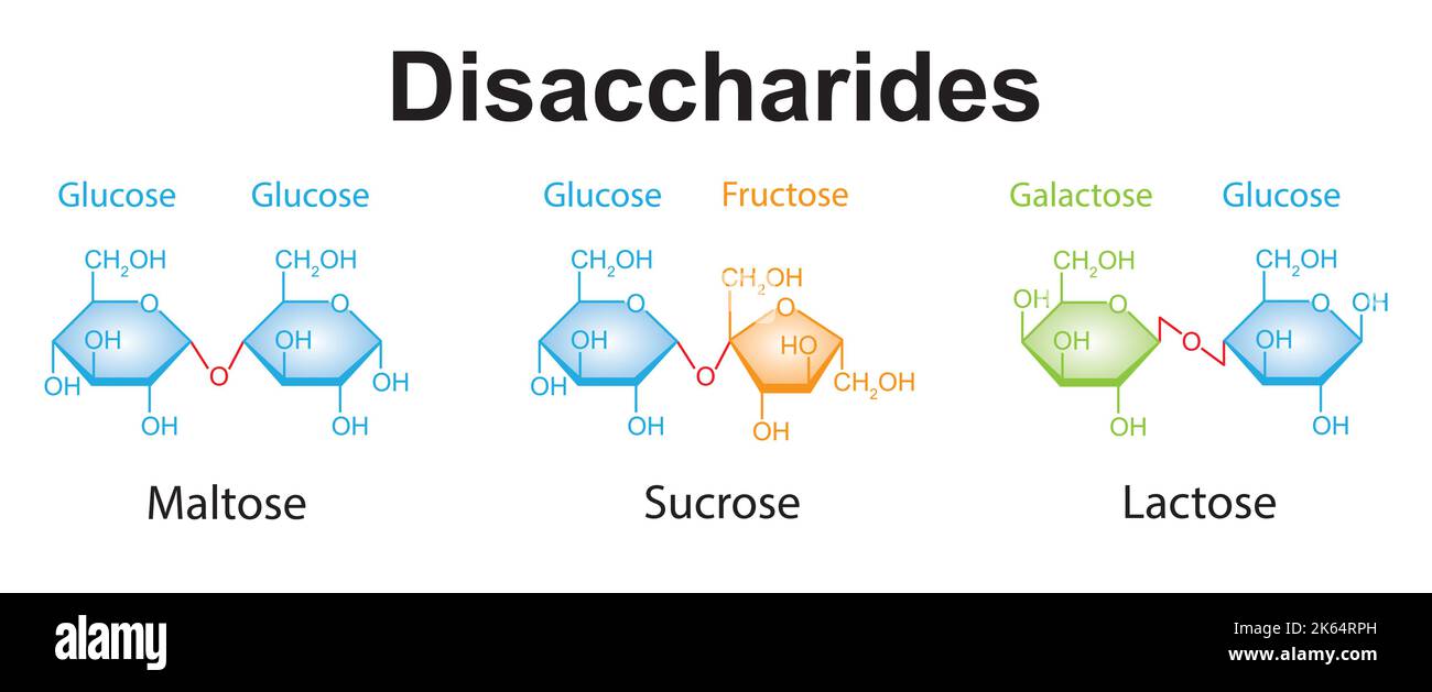 Illustration chimique des disaccharides. Maltose, saccharose et lactose. Symboles colorés. Illustration vectorielle. Illustration de Vecteur