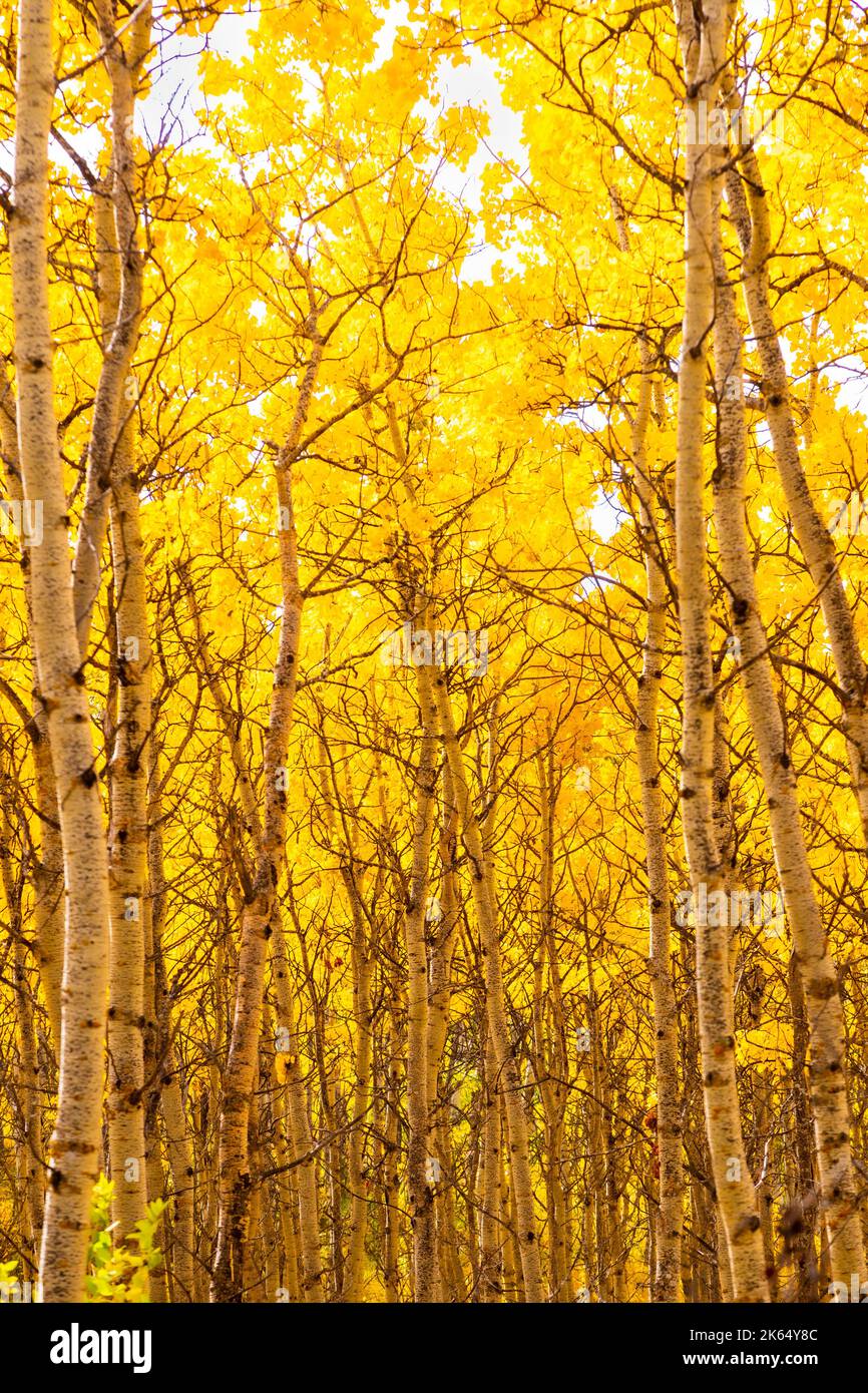 Paysage forestier de bouleau d'automne dans les Prairies du sud de l'Alberta près de Calgary, Canada. Arrière-plan de la saison de la nature, orientation verticale. Banque D'Images