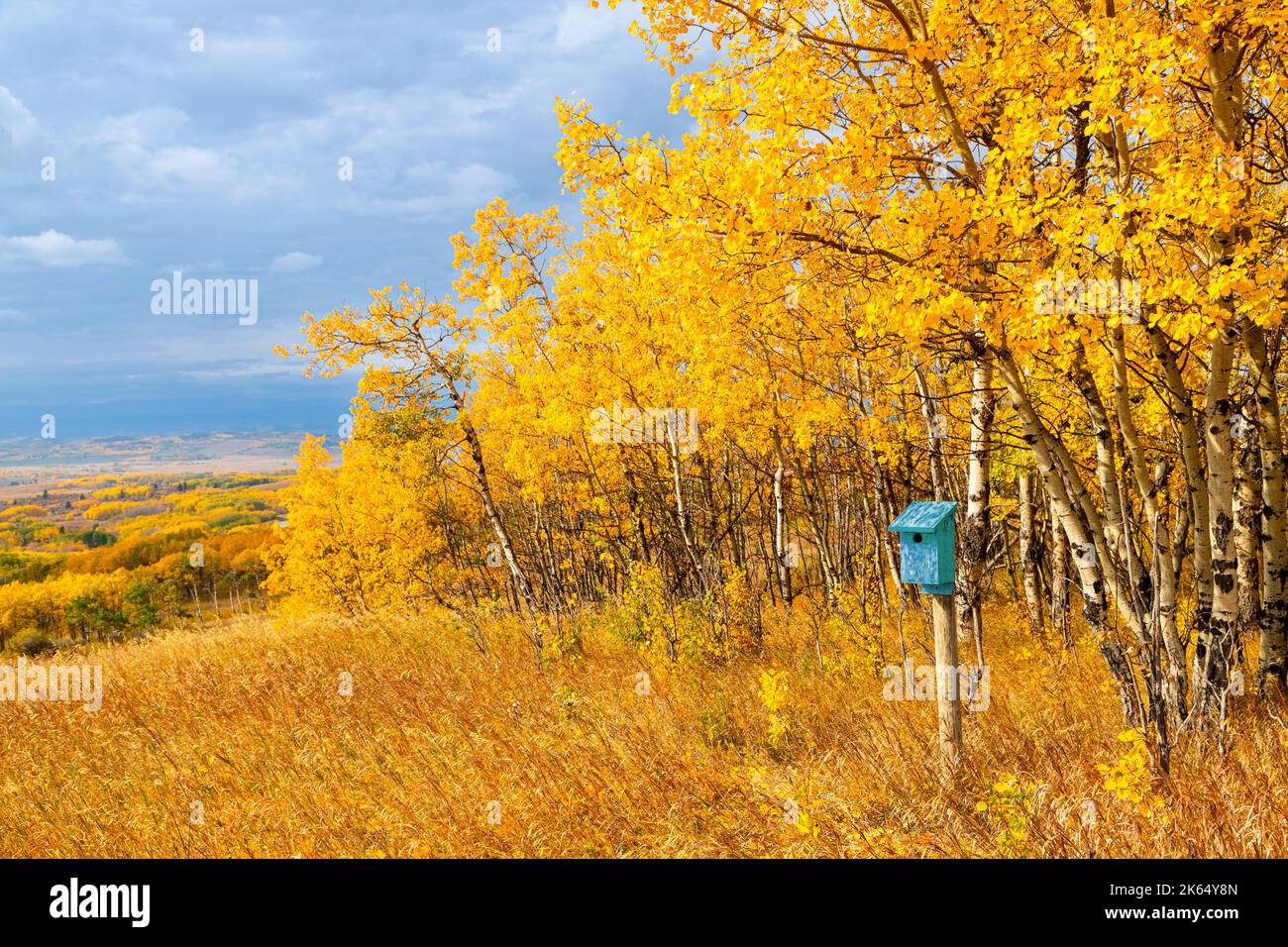 Boîte à oiseaux bleue entourée de bouleaux d'automne contre le paysage du ciel bleu dans les Prairies du sud de l'Alberta, près de Calgary, Canada. Saison nature de retour Banque D'Images