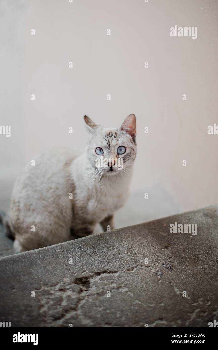 Chaton croisé regardant la caméra. Concept d'animaux de compagnie. Banque D'Images