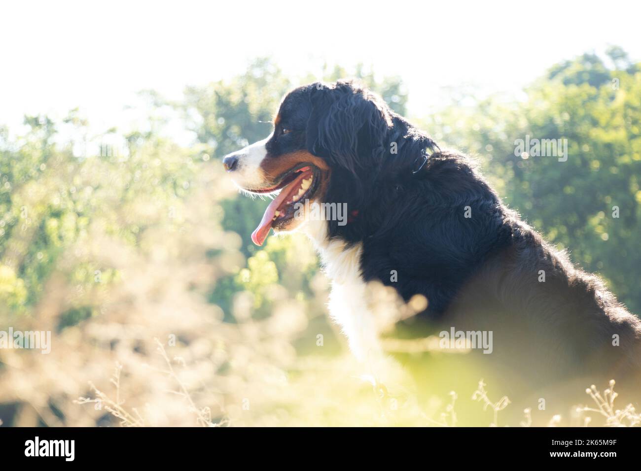 chien de montagne bernois dans le parc en été pour des promenades en ukraine, chien de race, chien d'entraînement Banque D'Images