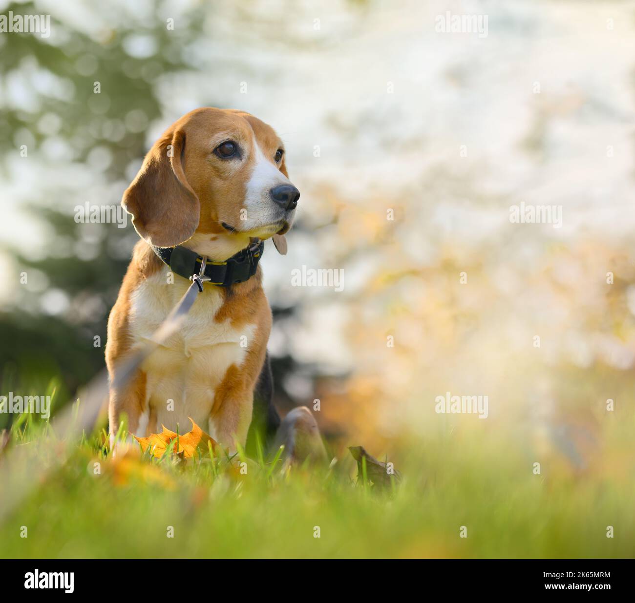 Beagle chien dans la nature du parc d'automne. Copier l'espace Banque D'Images