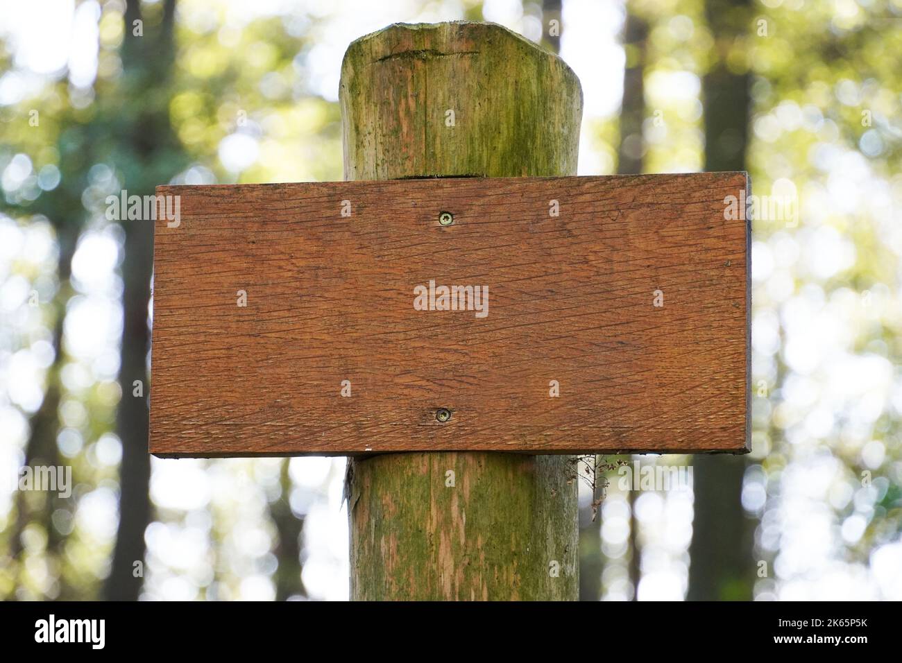 Panneau en bois dans la forêt. Sans étiquette. Vide. Banque D'Images