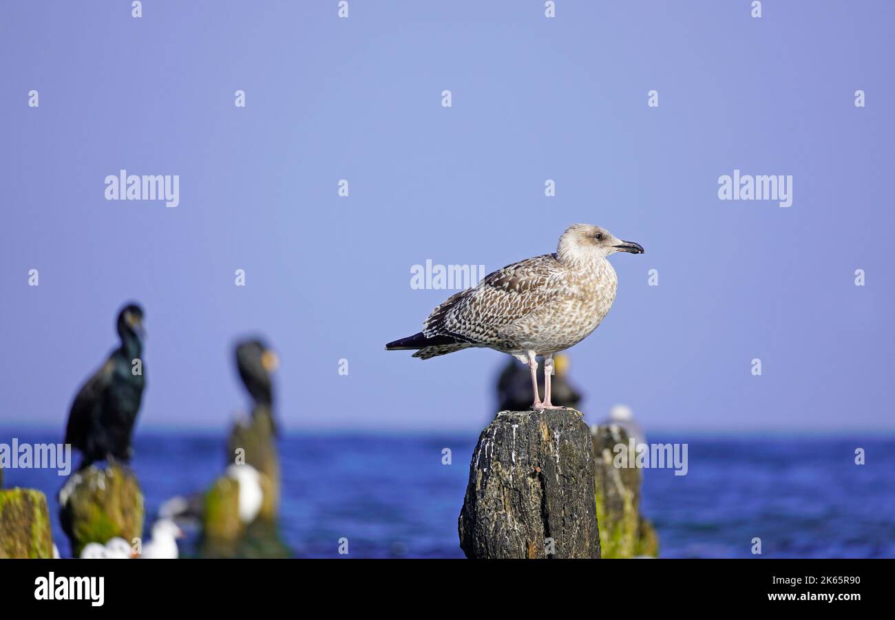 Divers oiseaux de mer sur Usedom sur la côte de la mer Baltique. Mouette. Banque D'Images