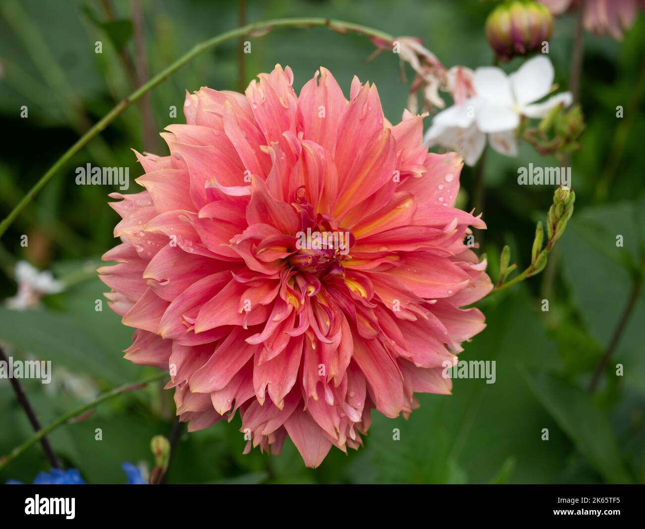 gros plan de fleur de couleur pêche Banque D'Images