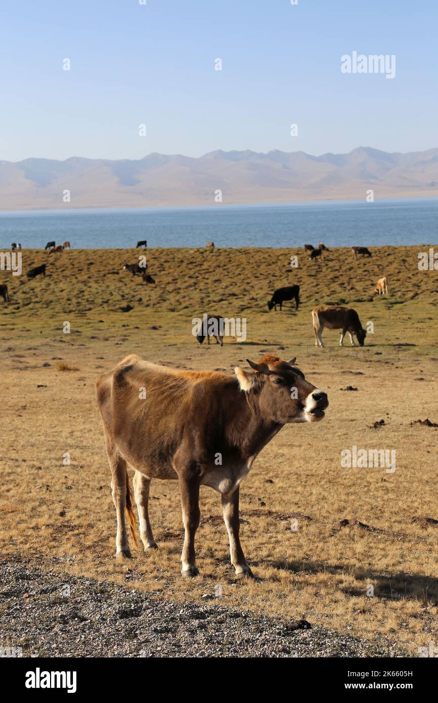 Song Kul, gamme Terskey Ala-Too, montagnes Tien Shan, région de Naryn, Kirghizistan, Asie centrale Banque D'Images Song Kul, gamme Terskey Ala-Too, montagnes Tien Shan, région de Naryn, Kirghizistan, Asie centrale Banque D'Images