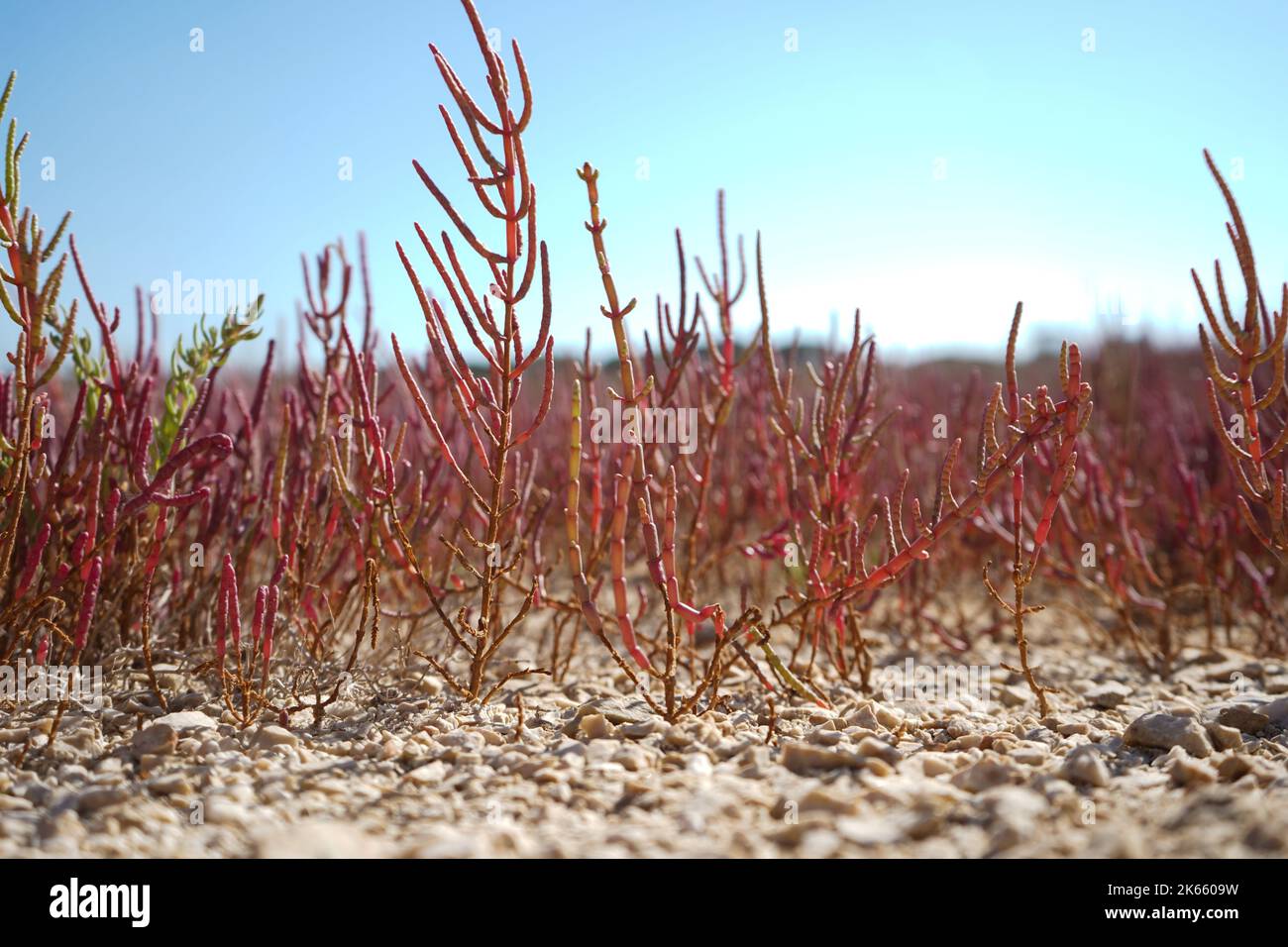 Prés humides en été, alias prairies sèches trouvées dans le parc national de Strofylia, dans l'ouest de la Grèce Banque D'Images