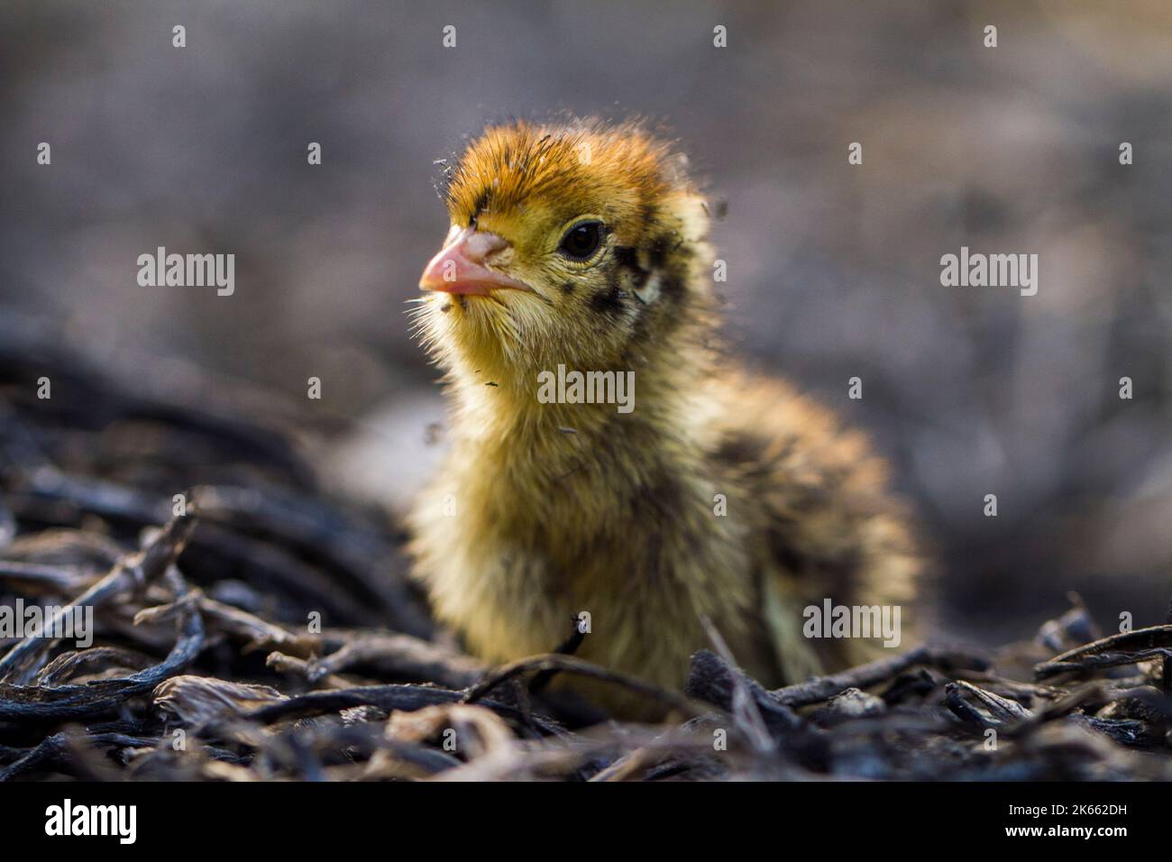 bébé nouveau-né poussait la caille commune sur la faune Banque D'Images