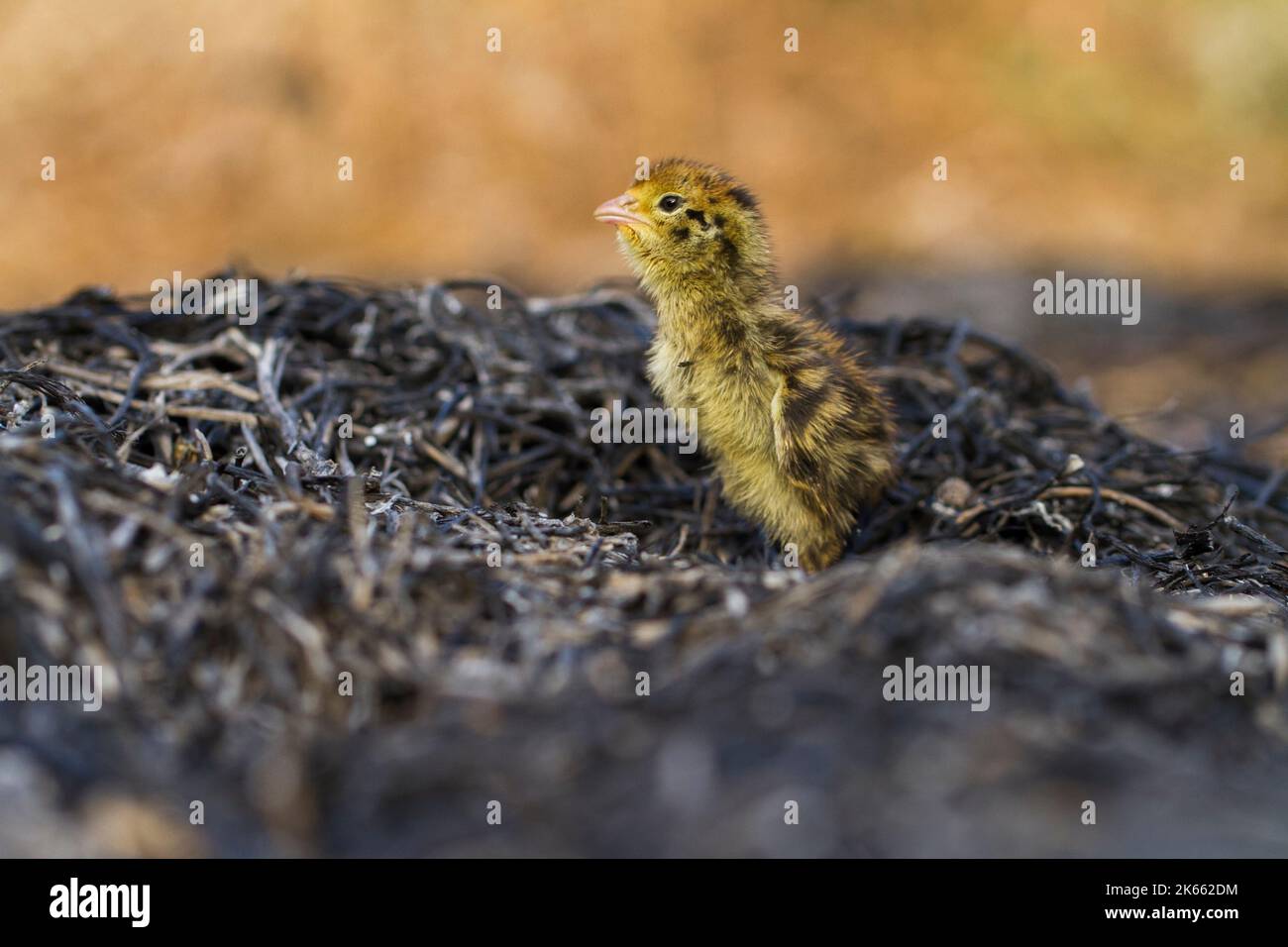 bébé nouveau-né poussait la caille commune sur la faune Banque D'Images