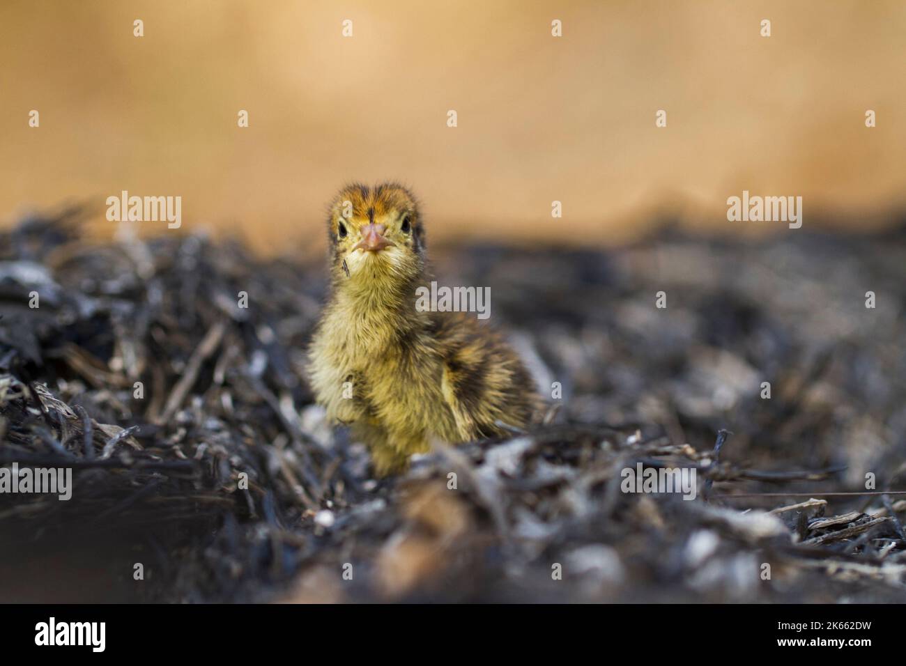 bébé nouveau-né poussait la caille commune sur la faune Banque D'Images