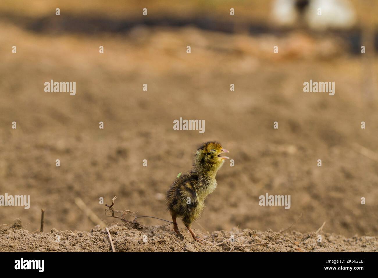 bébé nouveau-né poussait la caille commune sur la faune Banque D'Images