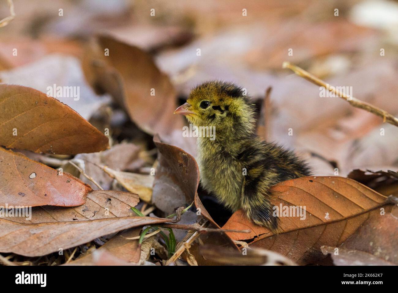 bébé nouveau-né poussait la caille commune sur la faune Banque D'Images