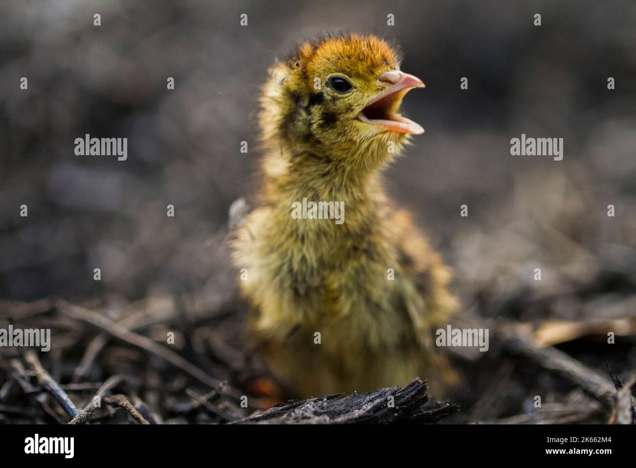 bébé nouveau-né poussait la caille commune sur la faune Banque D'Images