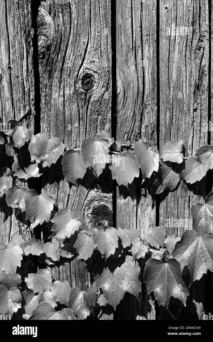 Vignes d'été verdoyantes qui poussent sur une ancienne fencede bois abîmée dans un noir et blanc monochrome. Banque D'Images