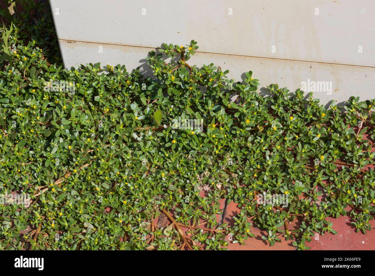 Voie commune, voie verte (Portulaca oleracea), en croissance dans les espaces de pavage, Allemagne Banque D'Images