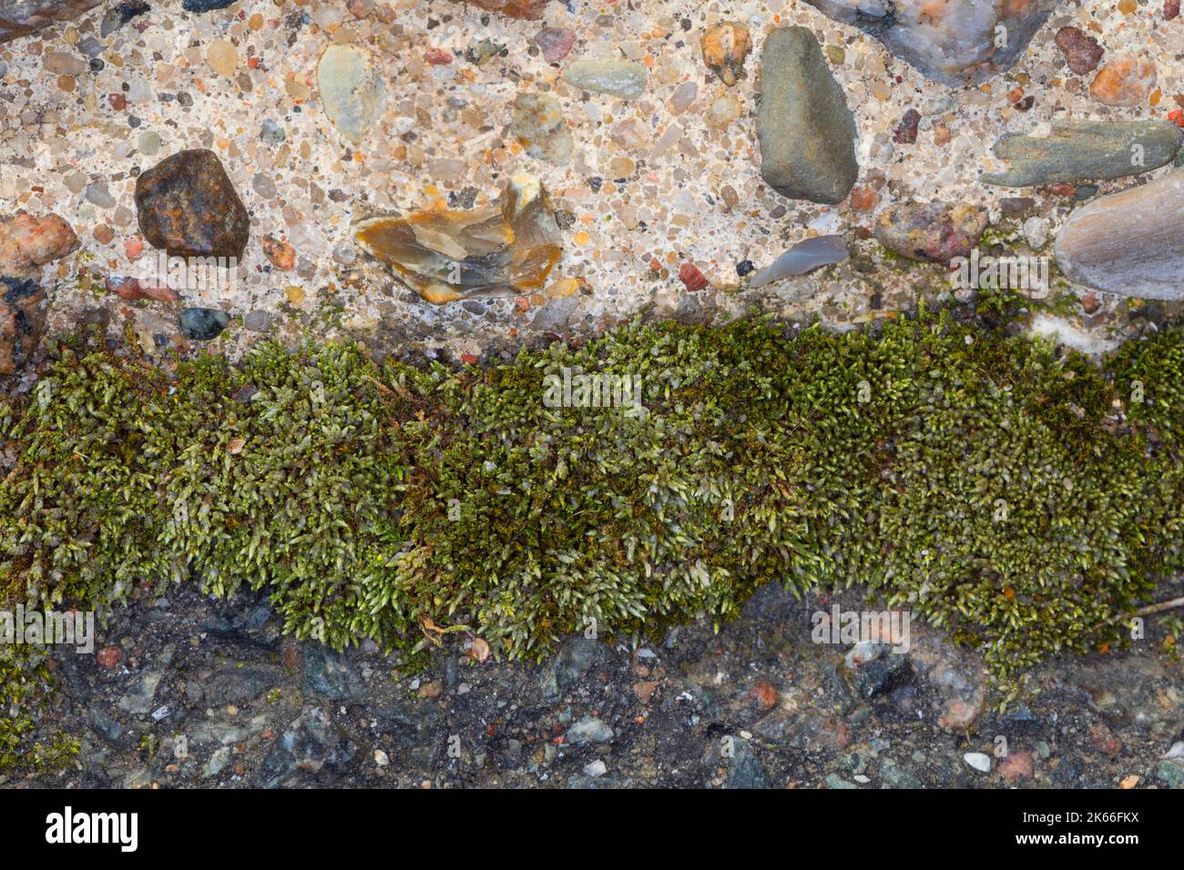 Mousse de bryum argentée, mousse de fil argentée (Bryum argenteum), croissant dans les dalles de béton à trous, Allemagne Banque D'Images