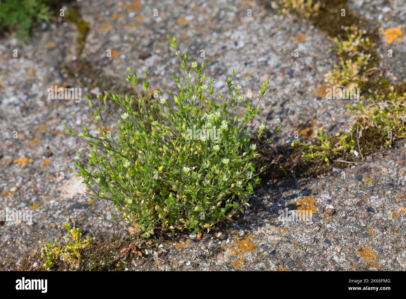 Le sandmoût de thym, le sandmoût de thym (Arenaria serpyllifolia), pousse dans les trous de pavage, en Allemagne Banque D'Images
