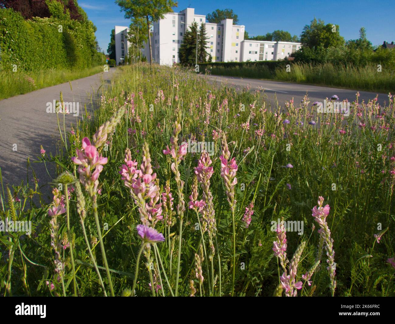 Sainfoin commune (Onobrychis viciifolia), bande de fleurs sauvages semée avec sainfoin, Allemagne, Bavière, Altdorf BEI Landshut Banque D'Images