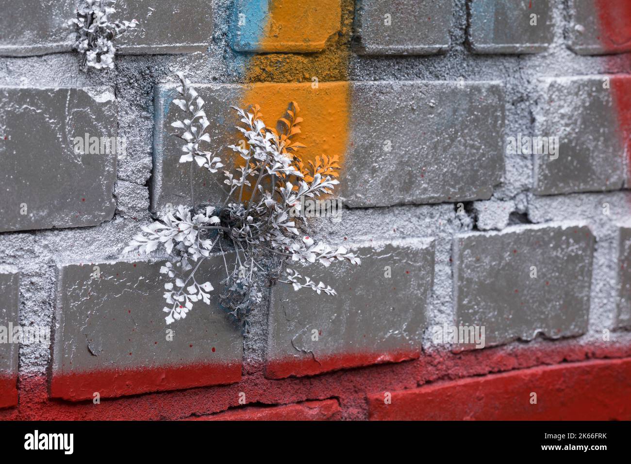 Wallrue spleenwort (Asplenium ruta-muraria), croissant sur un mur, pulvérisé de graffiti, Allemagne Banque D'Images