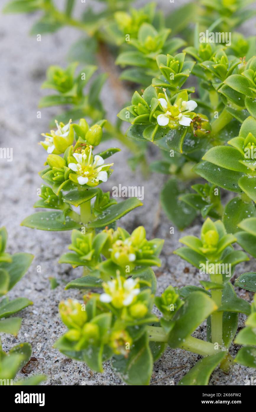 Sandwort de mer, mauvaise herbe de mer (Honckenya peploides), floraison sur un sol sablonneux, Scandinavie Banque D'Images