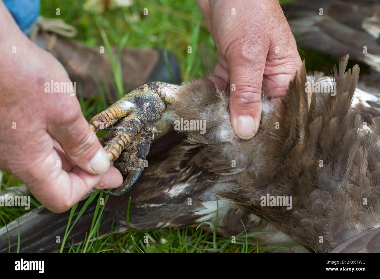 Aigle de mer à queue blanche (Haliaeetus albicilla), blessé par un piège aux jambes et affamé de douleur dans les deux semaines Banque D'Images