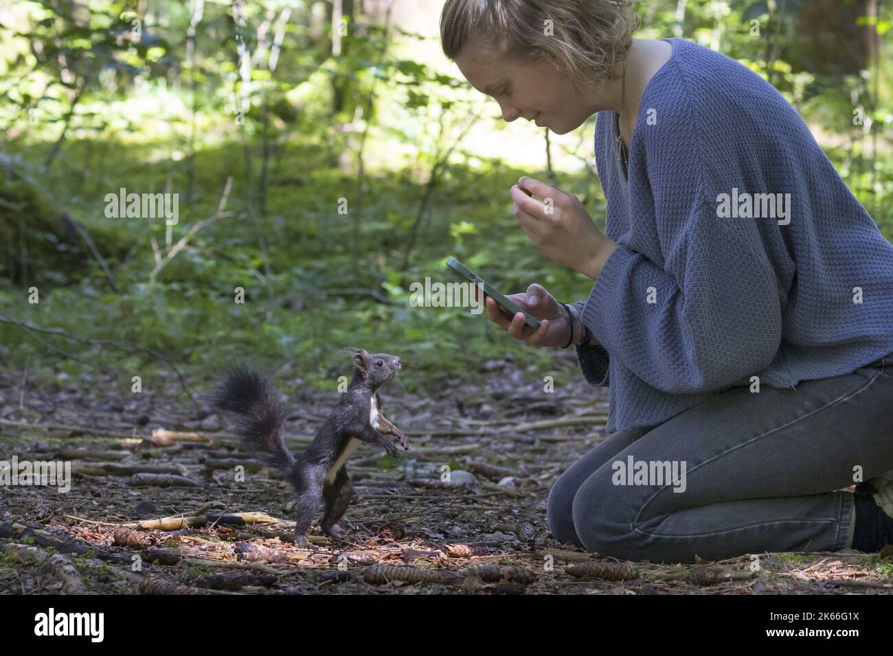 Écureuil rouge européen, écureuil rouge eurasien (Sciurus vulgaris), femme nourrit l'écureuil dans la forêt avec des noix de sa main et prend des photos avec Banque D'Images