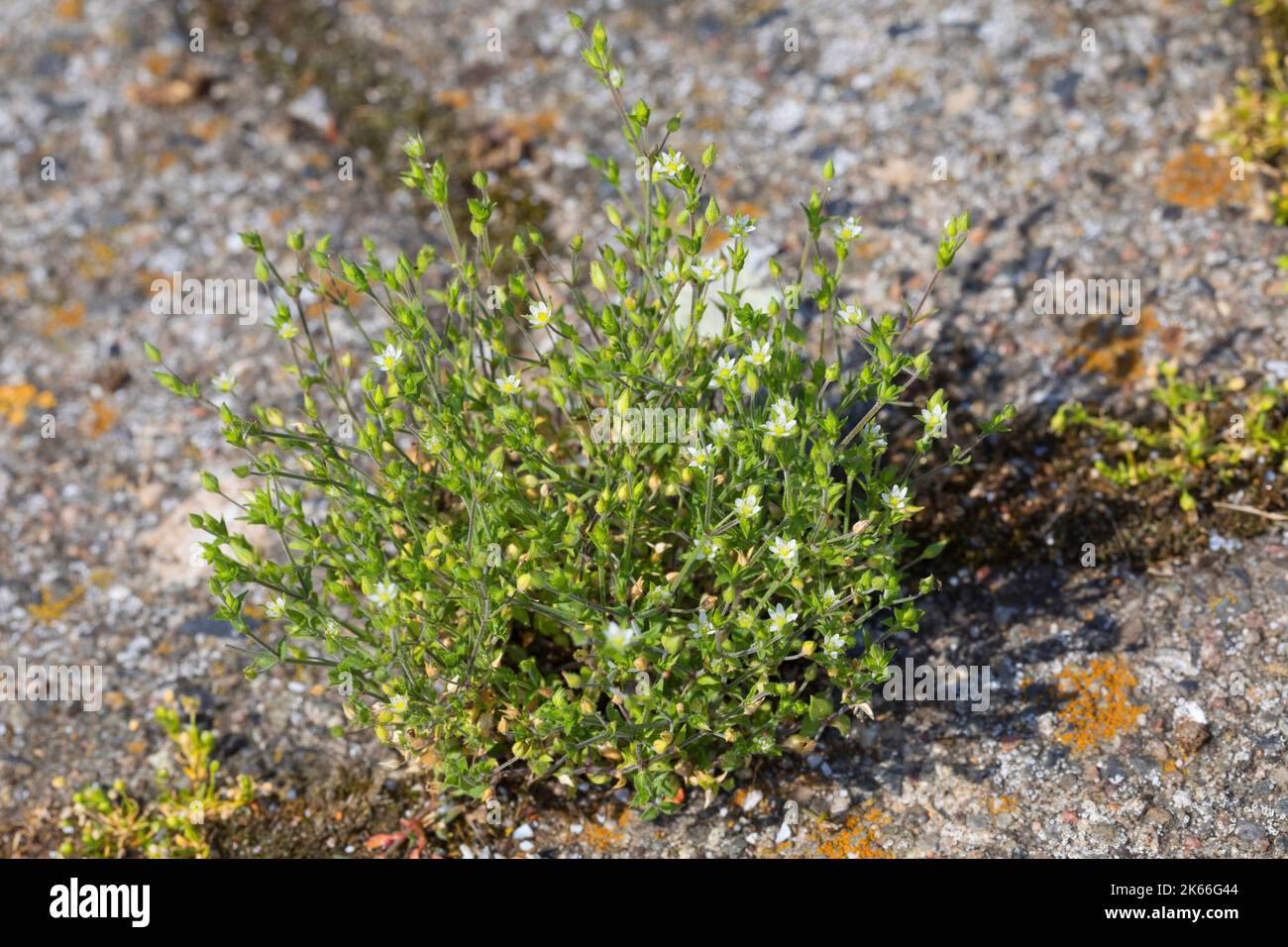 Le sandmoût de thym, le sandmoût de thym (Arenaria serpyllifolia), pousse dans les trous de pavage, en Allemagne Banque D'Images