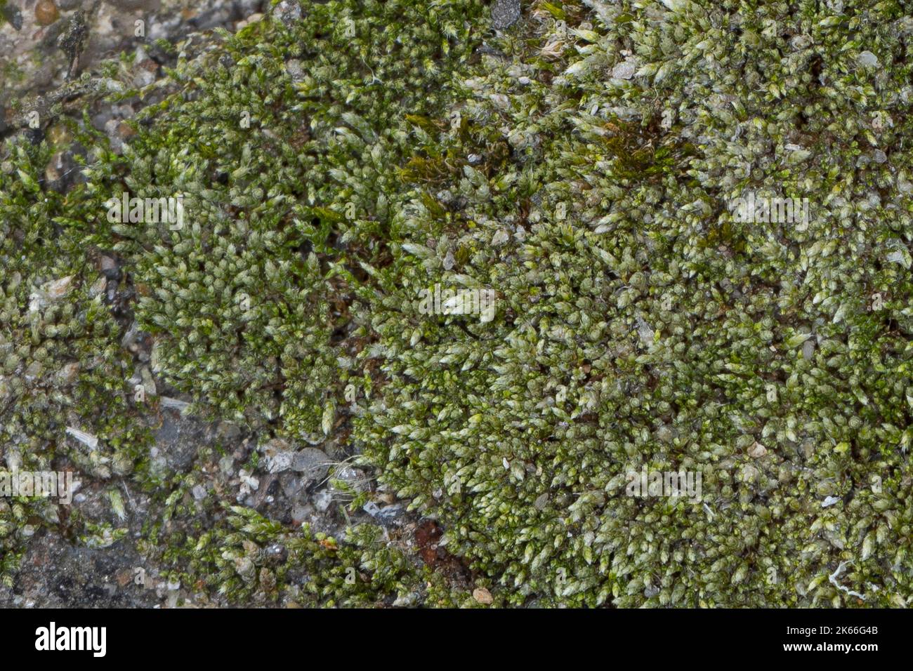 Mousse de bryum argentée, mousse de fil argentée (Bryum argenteum), croissant dans les dalles de béton à trous, Allemagne Banque D'Images