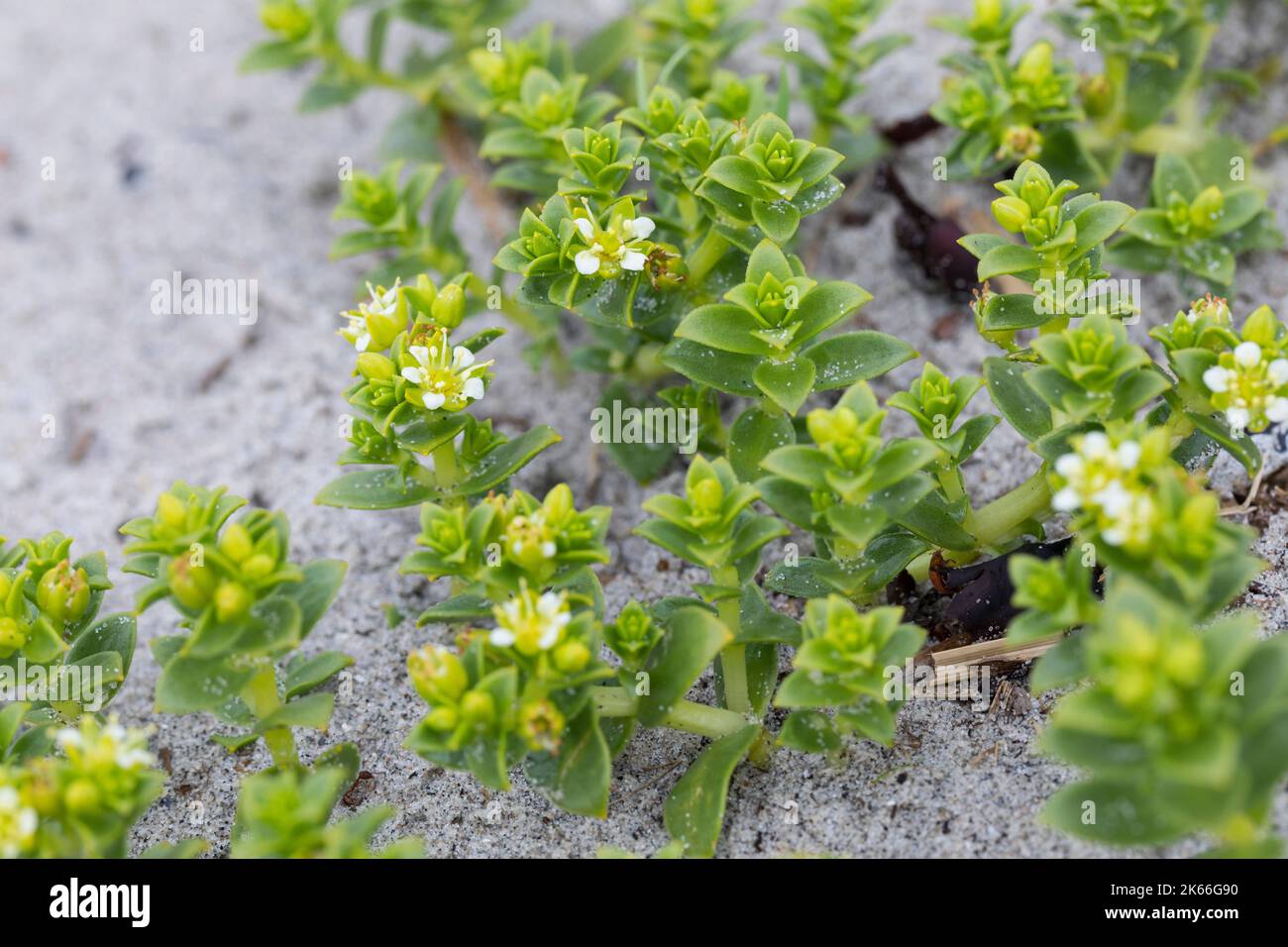 Sandwort de mer, mauvaise herbe de mer (Honckenya peploides), floraison sur un sol sablonneux, Scandinavie Banque D'Images