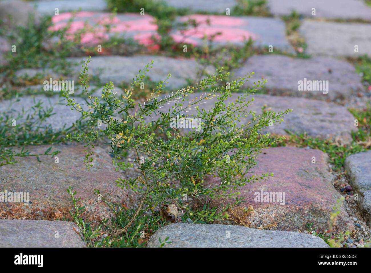 La pepperadventide à feuilles étroites, la peppermotte à feuilles étroites, la peppergrass (Lepidium ruderale), pousse dans les espaces de pose, en Allemagne Banque D'Images