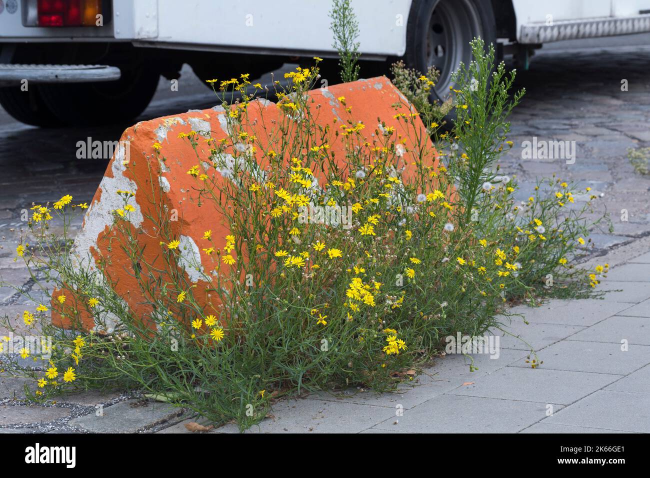 Le Ragwort à feuilles étroites (Senecio inaequidens), pousse dans les espaces de chaussée, Allemagne Banque D'Images