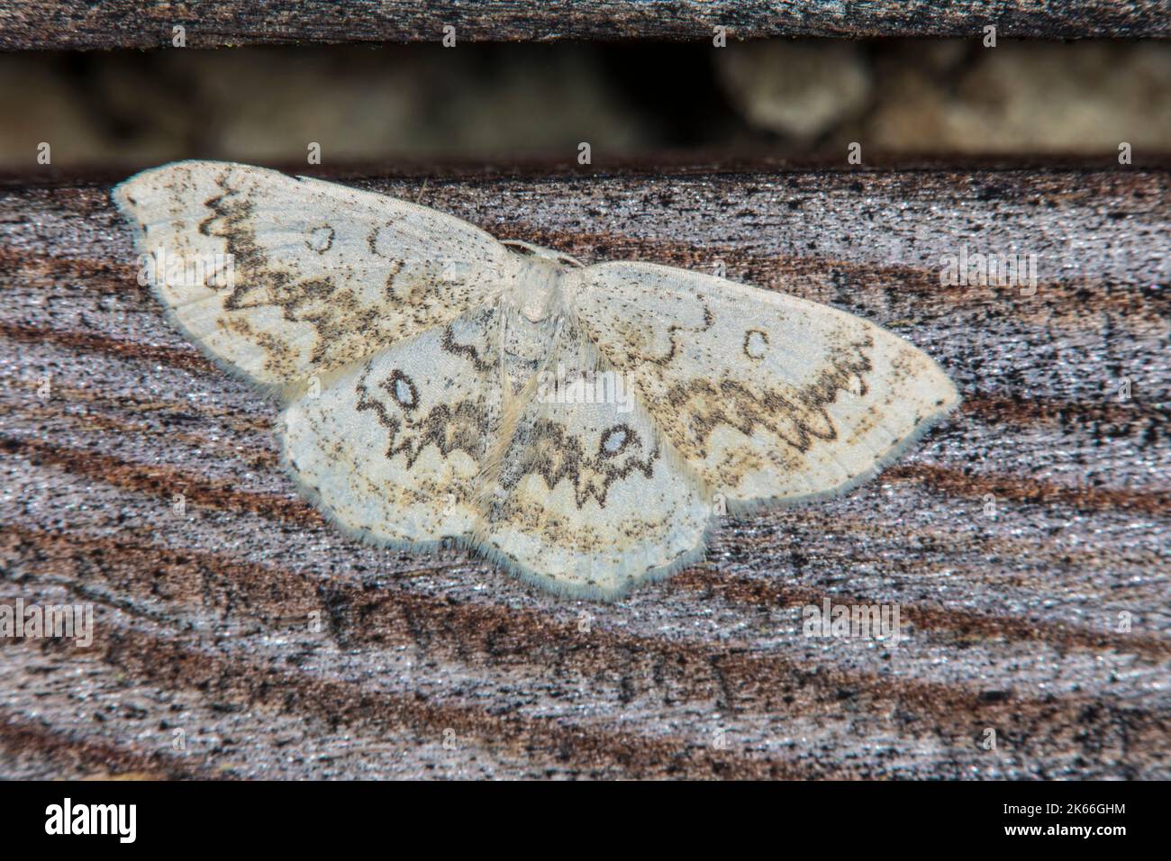 Mocha (Cyclophora annularia), assise en bois, vue dorsale, Allemagne Banque D'Images