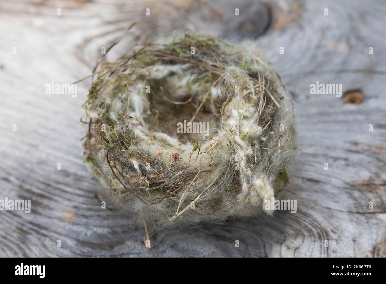 Nid d'oiseau, recouvert d'un matériau doux provenant d'un distributeur de matériau de nidification, Allemagne Banque D'Images