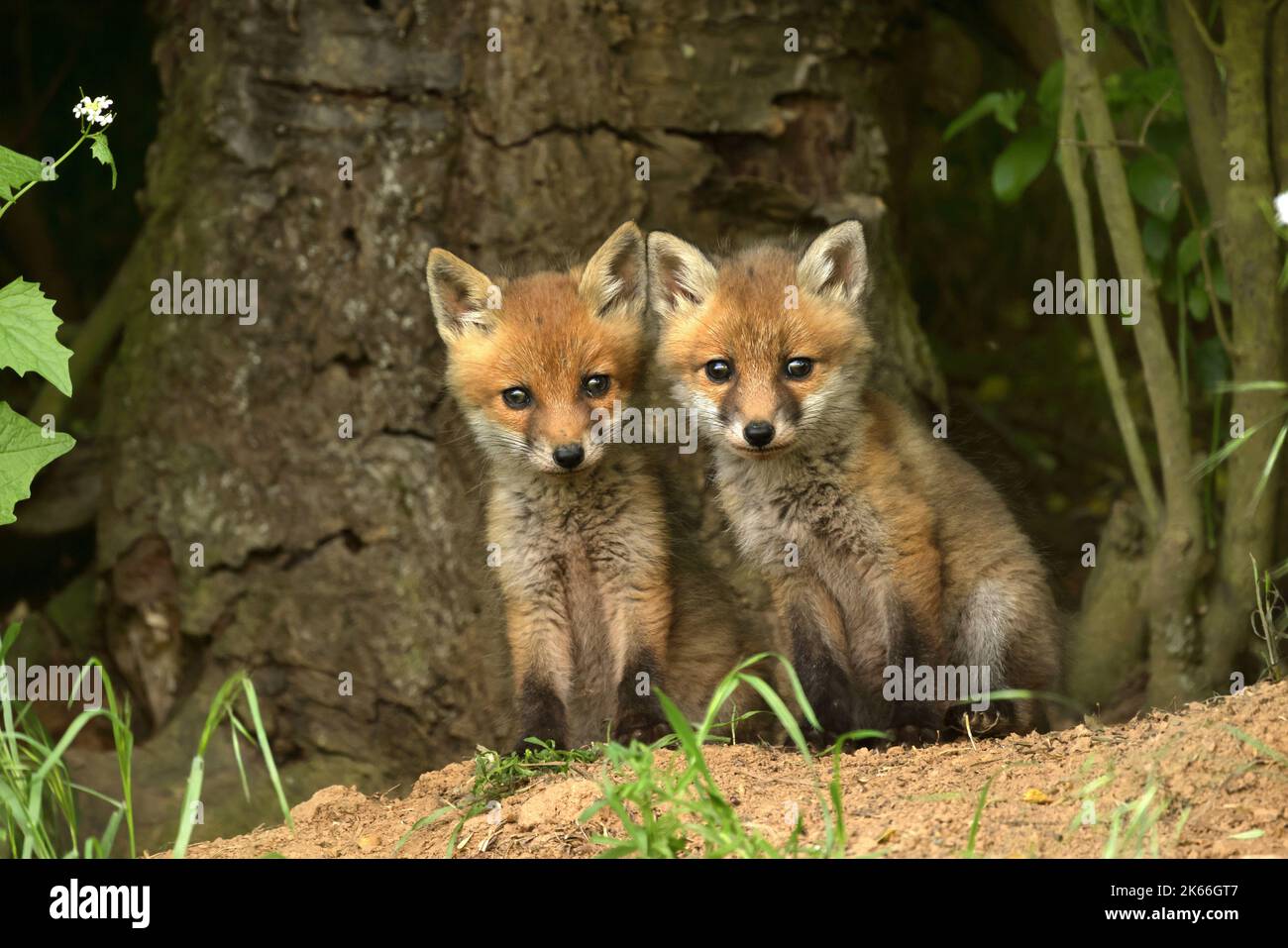 Renard roux (Vulpes vulpes), deux petits renards devant la tête du renard, Allemagne Banque D'Images