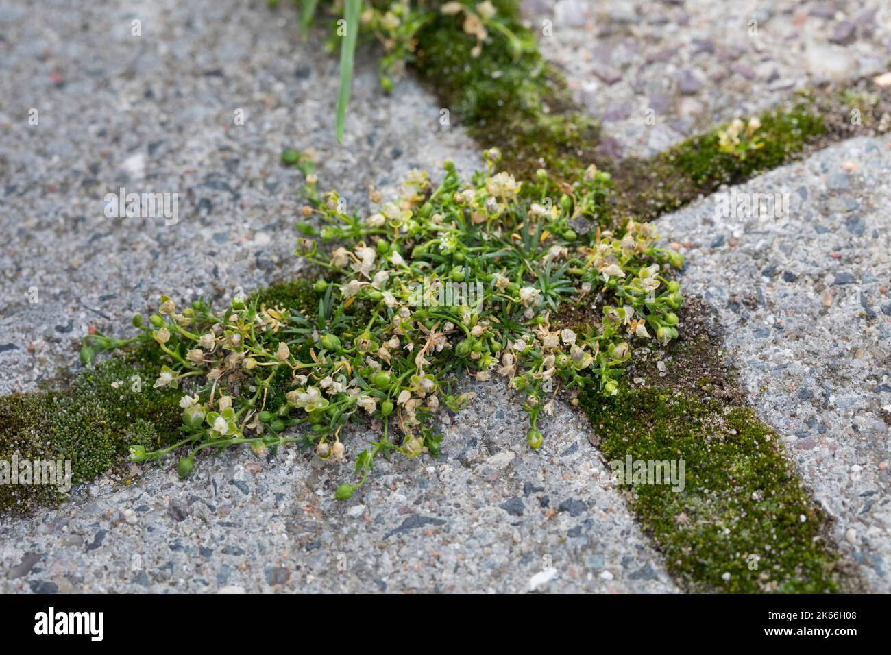 Perlamotte d'oiseau, perlamotte couchée (Sagina procumbens), poussant sur une chaussée, Allemagne Banque D'Images