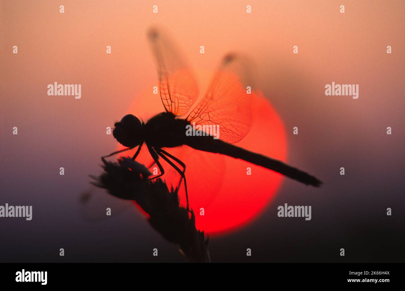 sympetrum (Sympetrum vulgaire), silhouette au coucher du soleil, Allemagne Banque D'Images