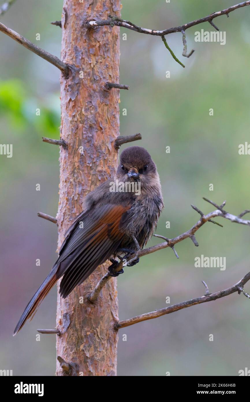 geai de Sibérie (Perisoreus infaustus), perches sur une branche et peering, Scandinavie Banque D'Images