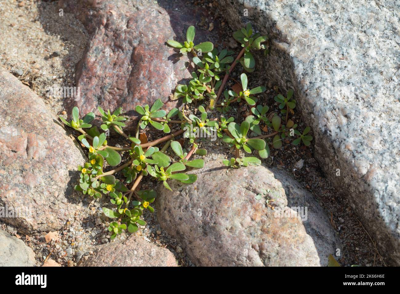 Voie commune, voie verte (Portulaca oleracea), en croissance dans les espaces de pavage, Allemagne Banque D'Images