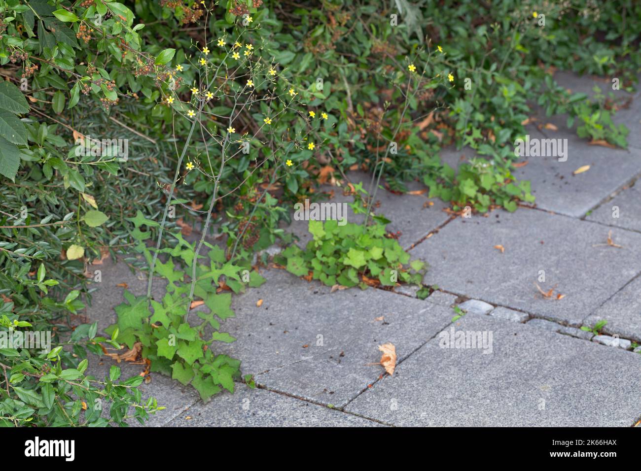 Laitue murale (Mycelis muralis), poussant sur un trottoir, Allemagne Banque D'Images