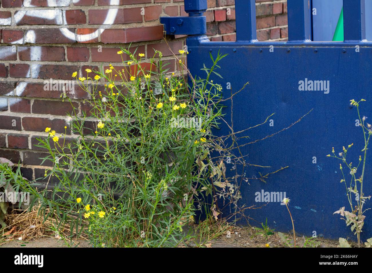 Le Ragwort à feuilles étroites (Senecio inaequidens), pousse dans un bâtiment, en Allemagne Banque D'Images