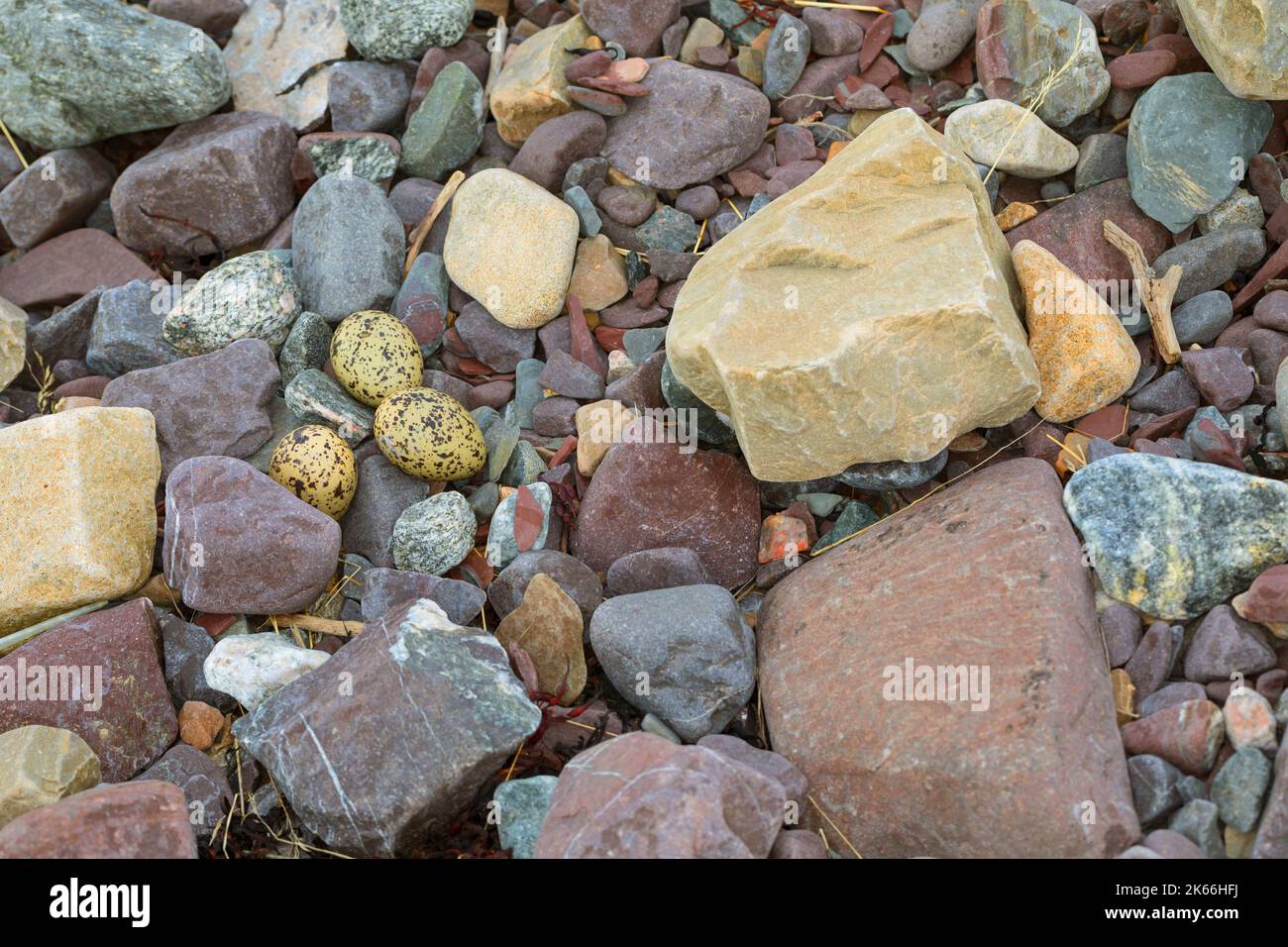 palaearctic oystercatcher (Haematopus ostralegus), embrayage, bien camouflé entre les pierres sur la plage, Skandinavien Banque D'Images