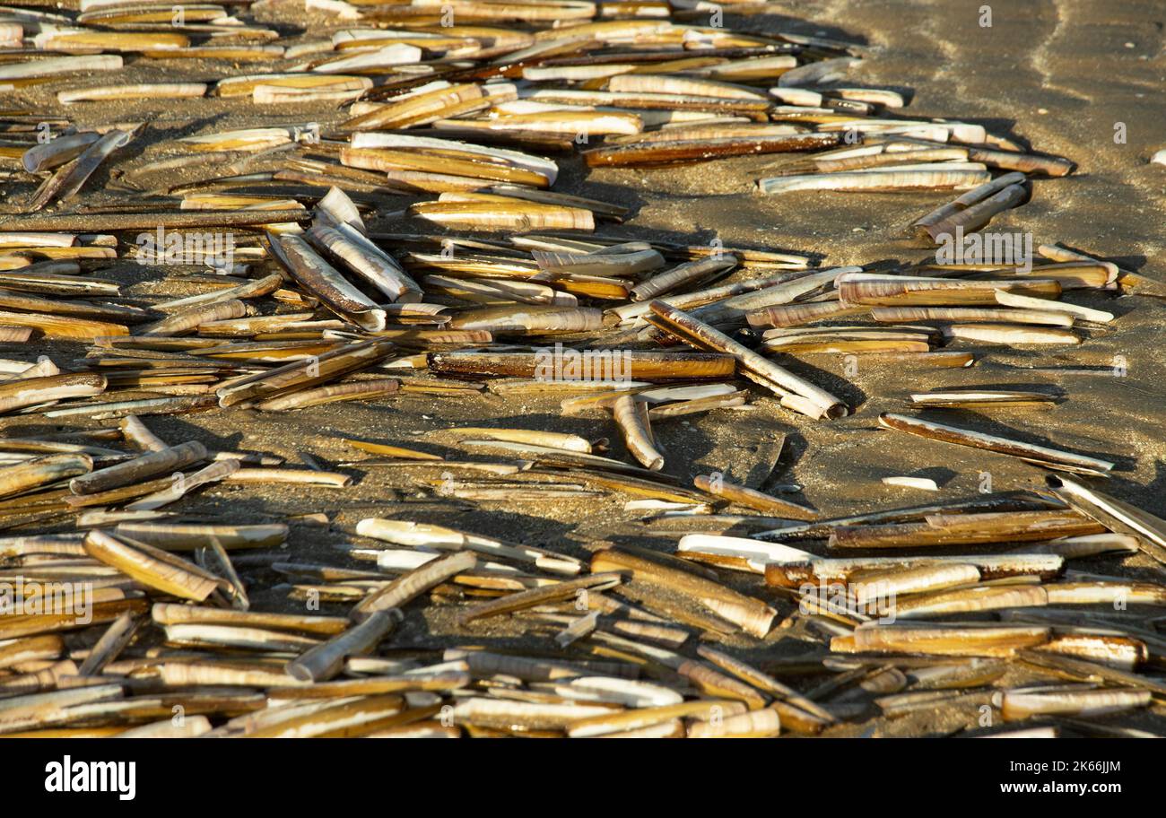 La ligne de marée est jonchée avec les coquilles vides de Razor Shell bivalves. Les tempêtes d'automne et d'hiver laissent de nombreux mollusques et bivalves marins bloqués Banque D'Images