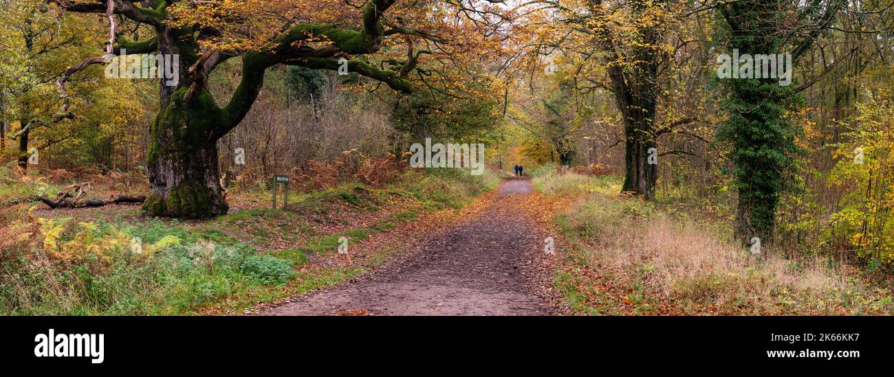 Automne dans la forêt de Savernake Banque D'Images