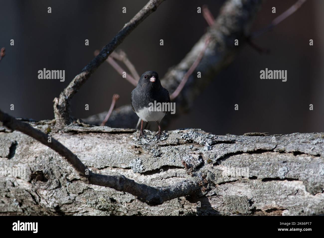 Junco aux yeux sombres (Junco de couleur ardoise) perchée dans un arbre de New York Banque D'Images